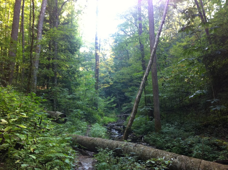 Auxier Ridge, a year after the fire